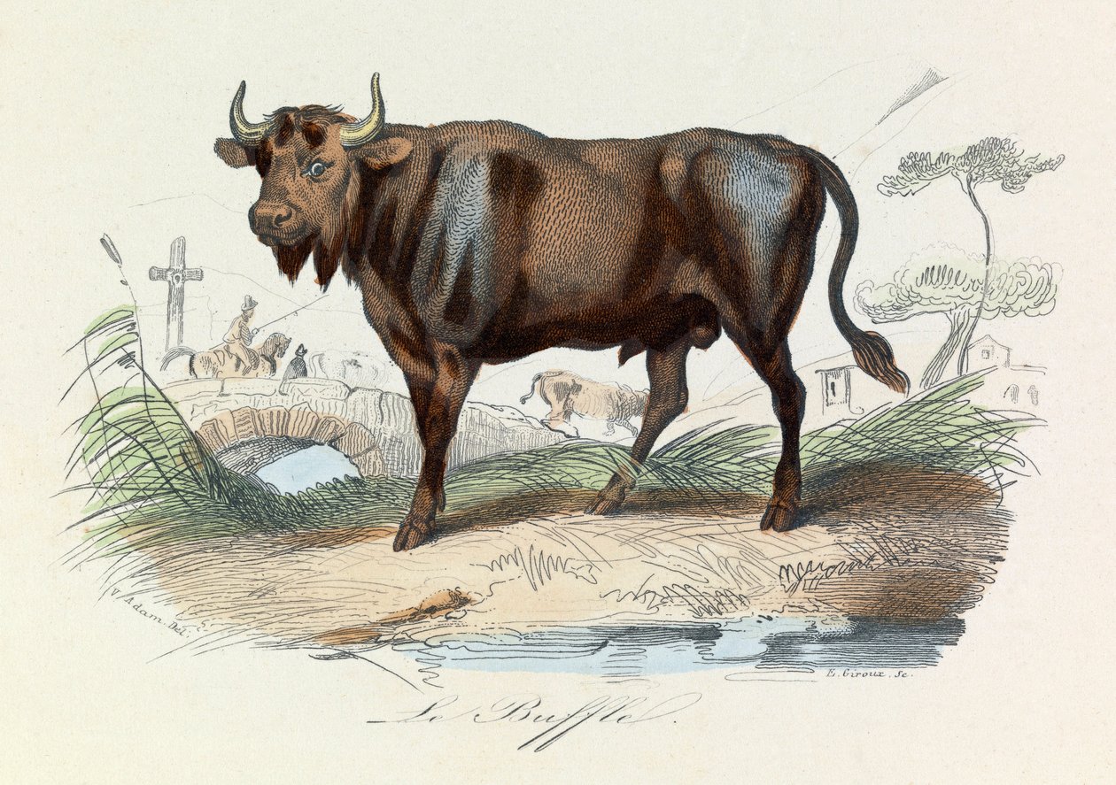 Ilustração do livro "Obras Completas de Buffon": Os quadrúpedes: O búfalo (gravura) de Unknown artist