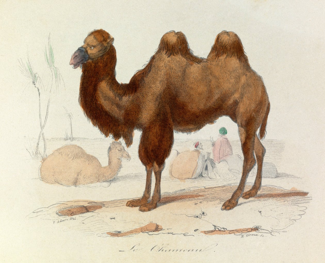 Ilustração do livro "Obras Completas de Buffon": Os quadrúpedes: Le cameau (gravura) de Unknown artist