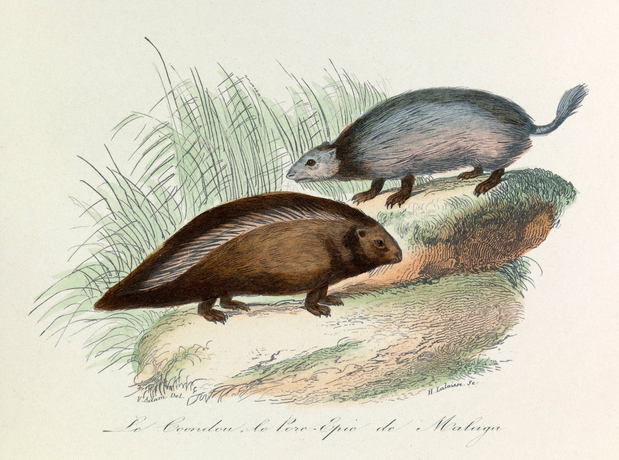 Ilustração do livro "Obras Completas de Buffon": Os quadrúpedes: Le coendou et le pork epic de Malaga (gravura) de Unknown artist