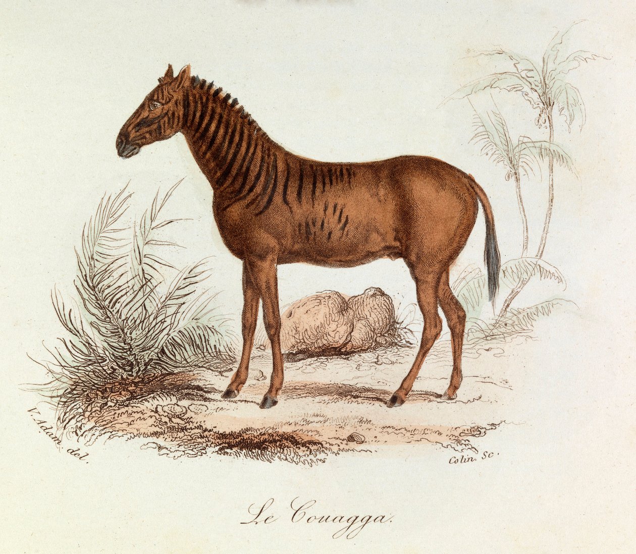 Ilustração do livro "Obras Completas de Buffon": Os quadrúpedes: Le couagga (gravura) de Unknown artist