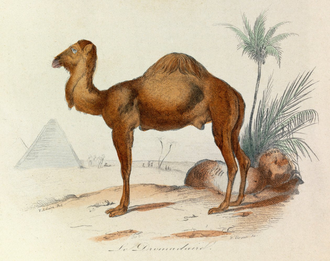 Ilustração do livro "Obras Completas de Buffon": Os quadrúpedes: Le dromedaire (gravura) de Unknown artist
