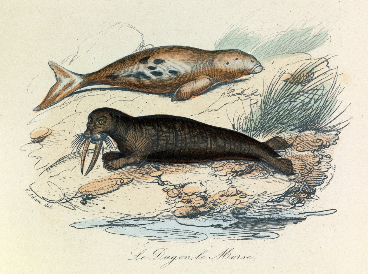 Ilustração do livro "Obras Completas de Buffon": Os quadrúpedes: Le dugon et le walrus (gravura) de Unknown artist