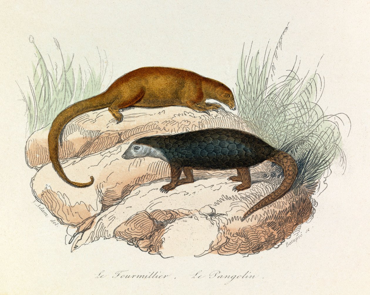 Ilustração do livro "Obras Completas de Buffon": Os quadrúpedes: Le fourmillier et le pangolin (gravura) de Unknown artist