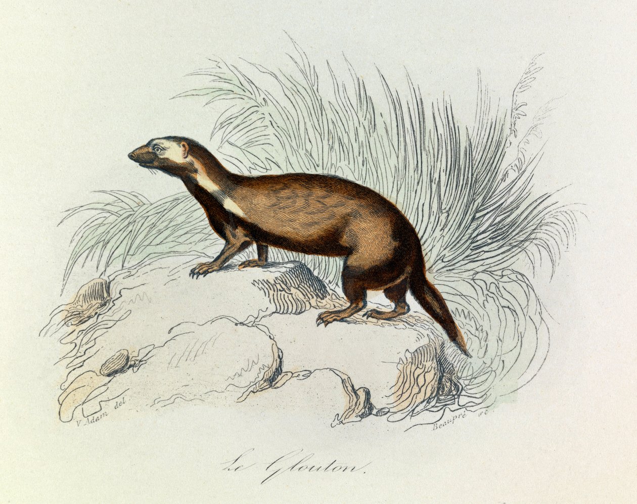 Ilustração do livro "Obras Completas de Buffon": Os quadrúpedes: Le glouton (gravura) de Unknown artist