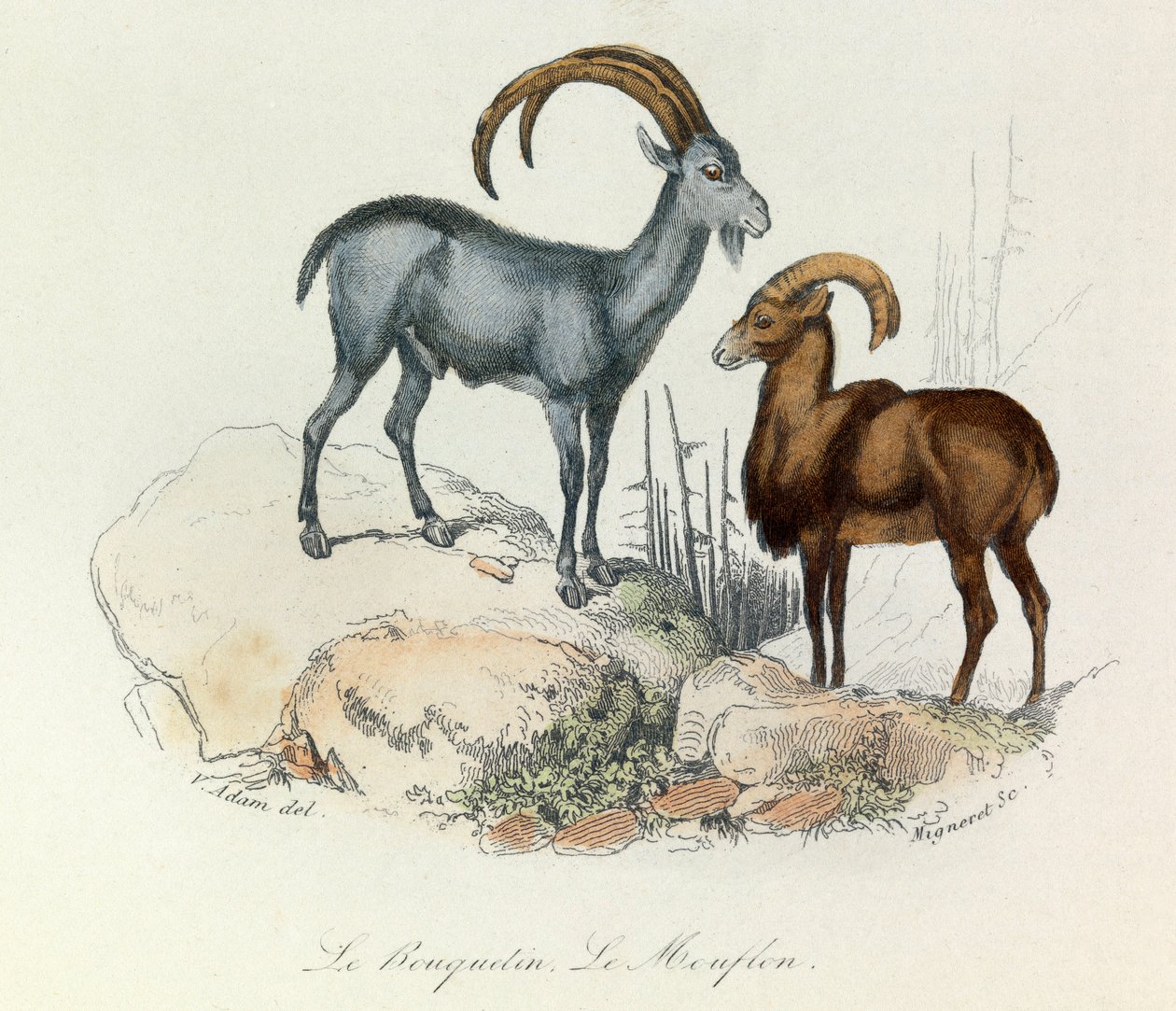 Ilustração do livro "Obras Completas de Buffon": Os quadrúpedes: Le ibex et le mouflon (gravura) de Unknown artist