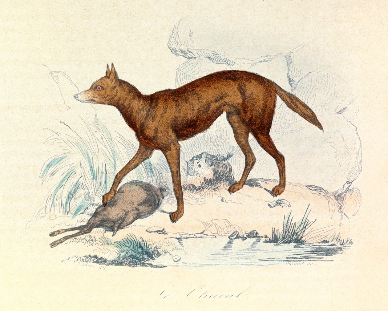 Ilustração do livro "Obras Completas de Buffon": Os quadrúpedes: O chacal (gravura) de Unknown artist