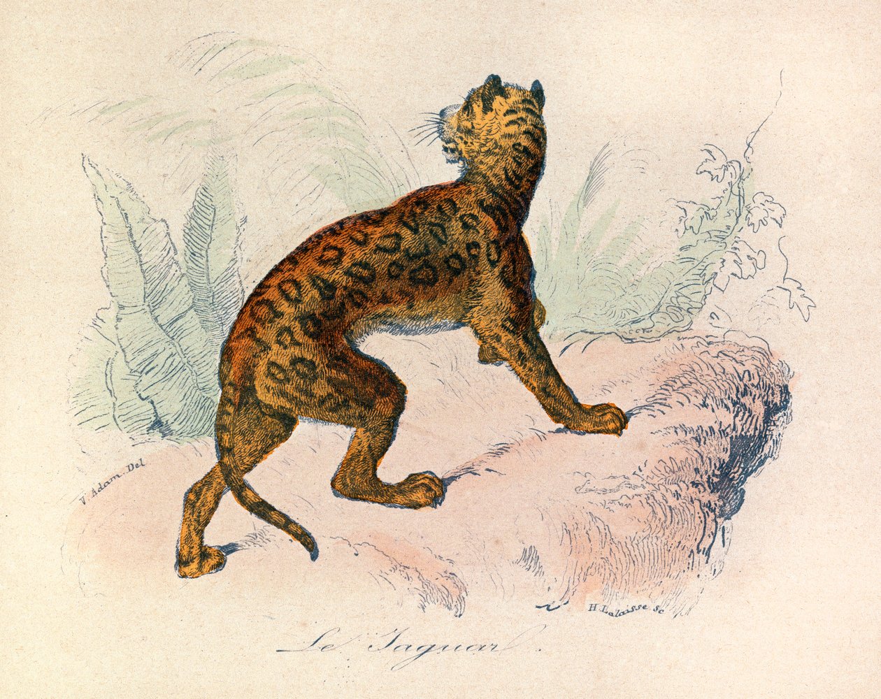 Ilustração do livro "Obras Completas de Buffon": Os quadrúpedes: O jaguar (gravura) de Unknown artist