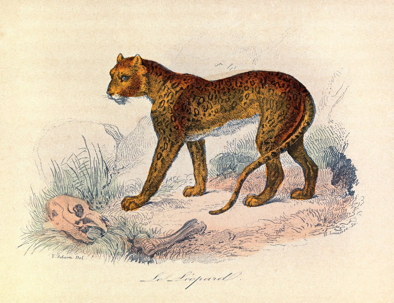 Ilustração do livro "Obras Completas de Buffon": Os quadrúpedes: O leopardo (gravura) de Unknown artist