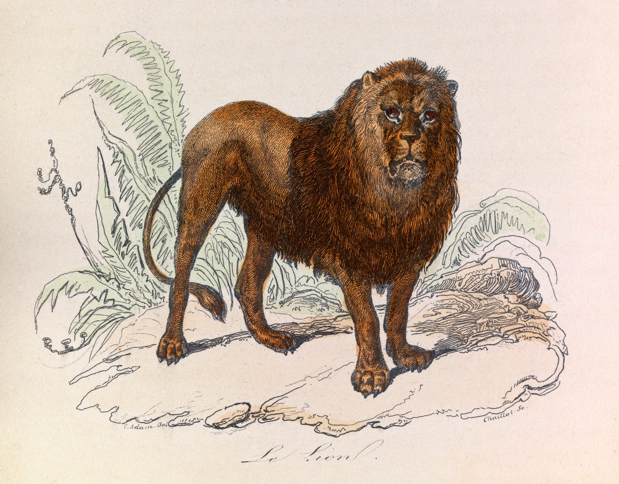 Ilustração do livro "Obras Completas de Buffon": Os quadrúpedes: O leão (gravura) de Unknown artist
