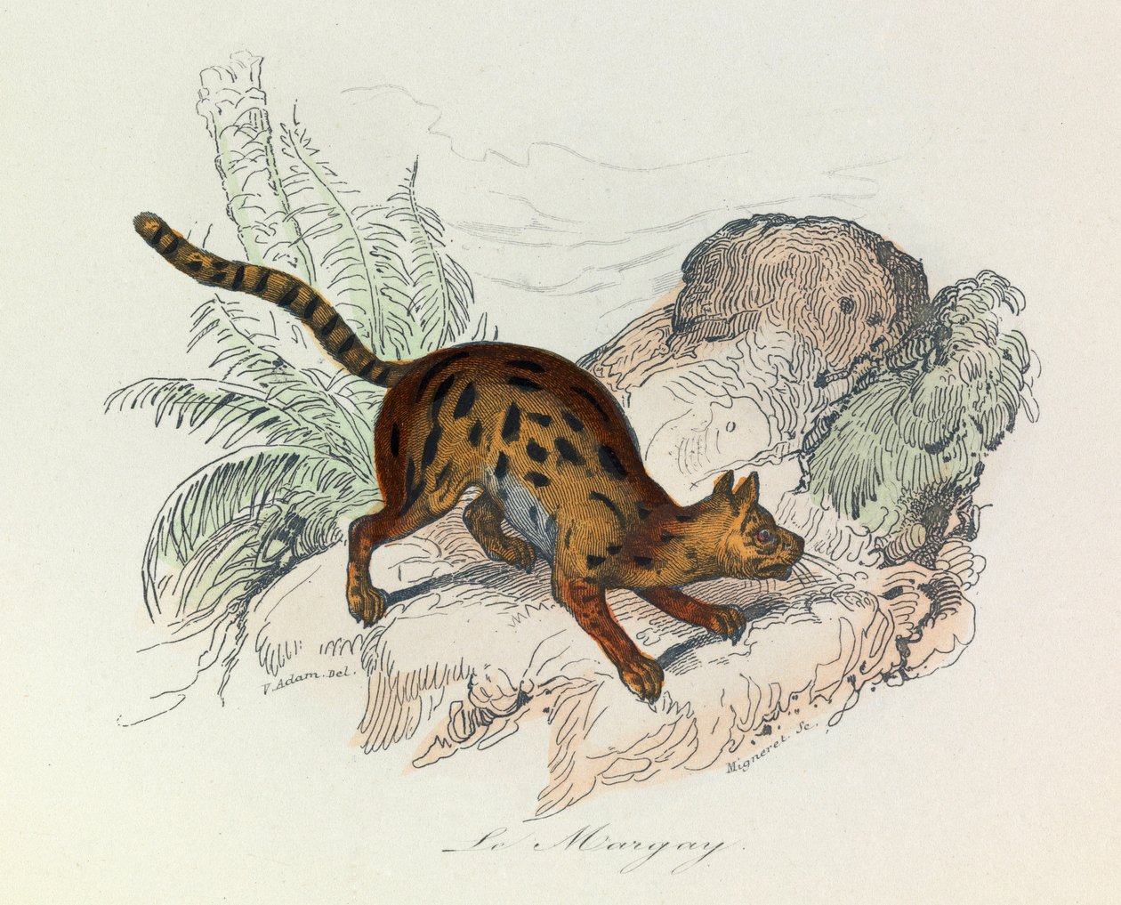 Ilustração do livro "Obras Completas de Buffon": Les Quadrupedes: Le margay (gravura) de Unknown artist