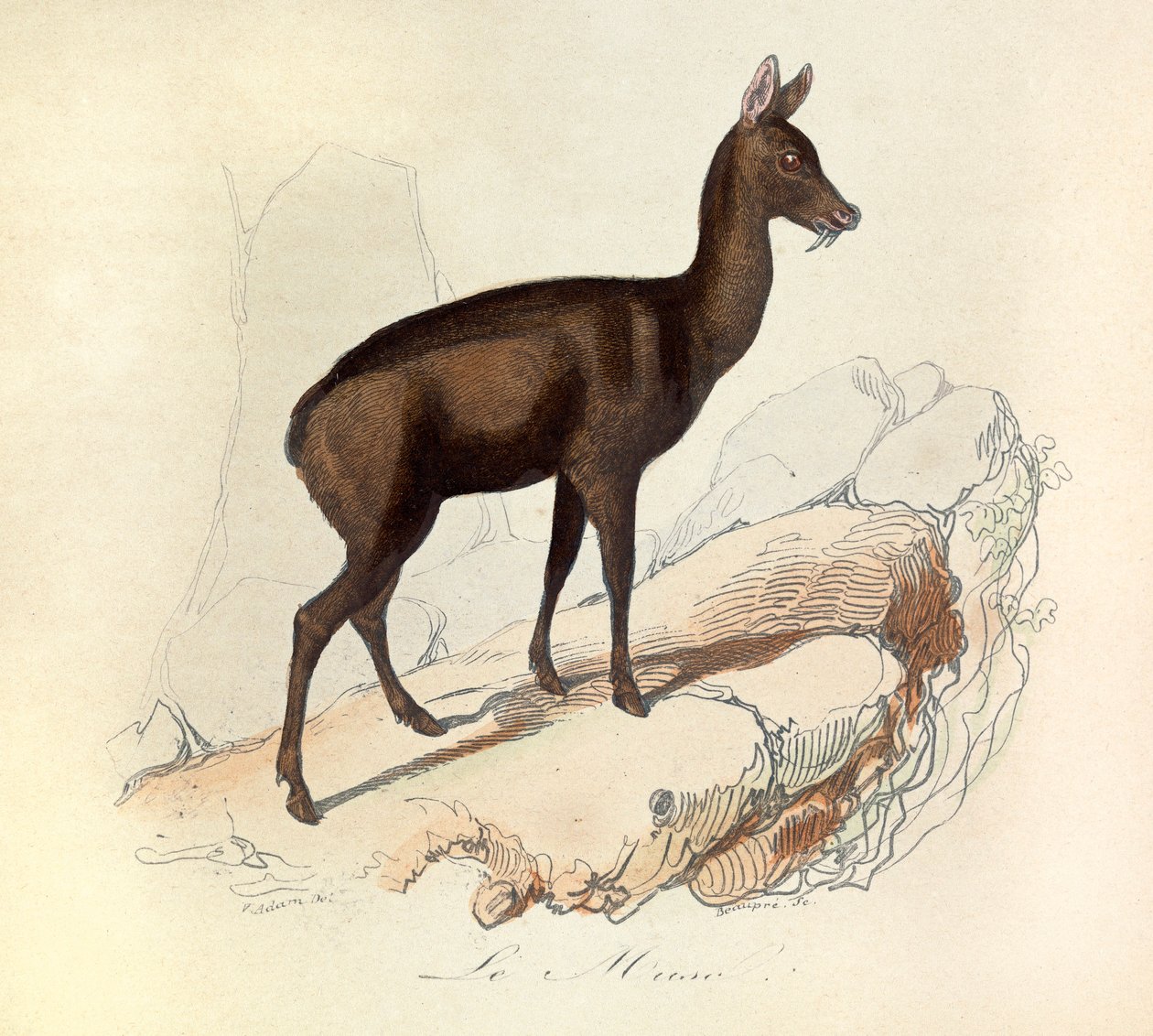 Ilustração do livro "Obras Completas de Buffon": Os quadrúpedes: O músculo (gravura) de Unknown artist