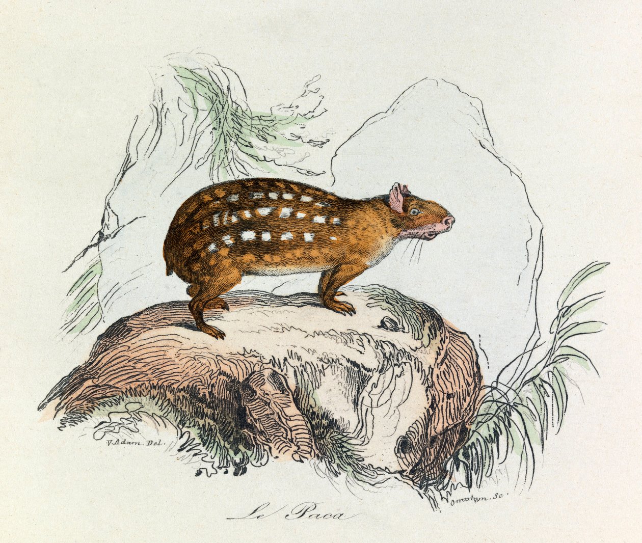 Ilustração do livro "Obras Completas de Buffon": Os quadrúpedes: A paca (gravura) de Unknown artist