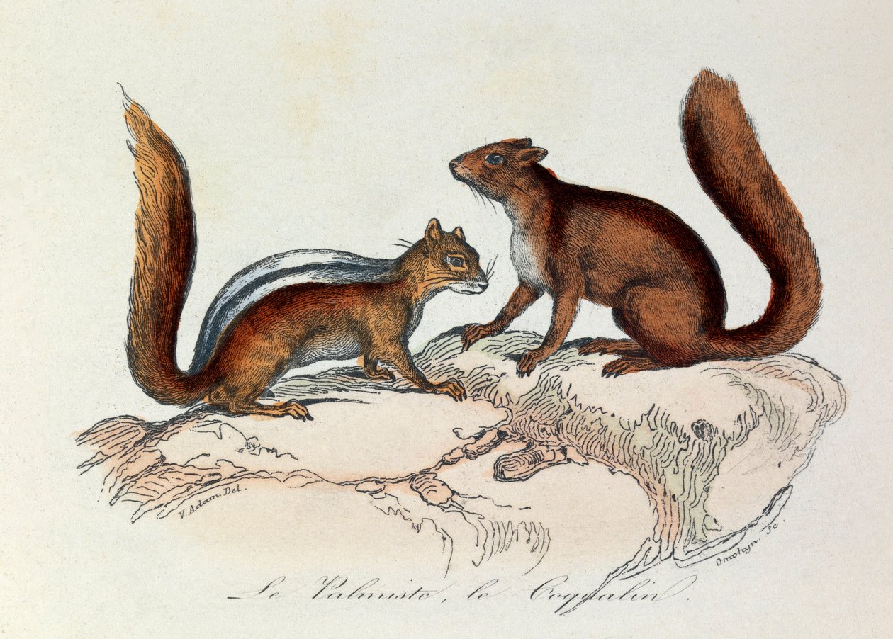Ilustração do livro "Obras Completas de Buffon": Os quadrúpedes: Le palmist et le coquallin (gravura) de Unknown artist