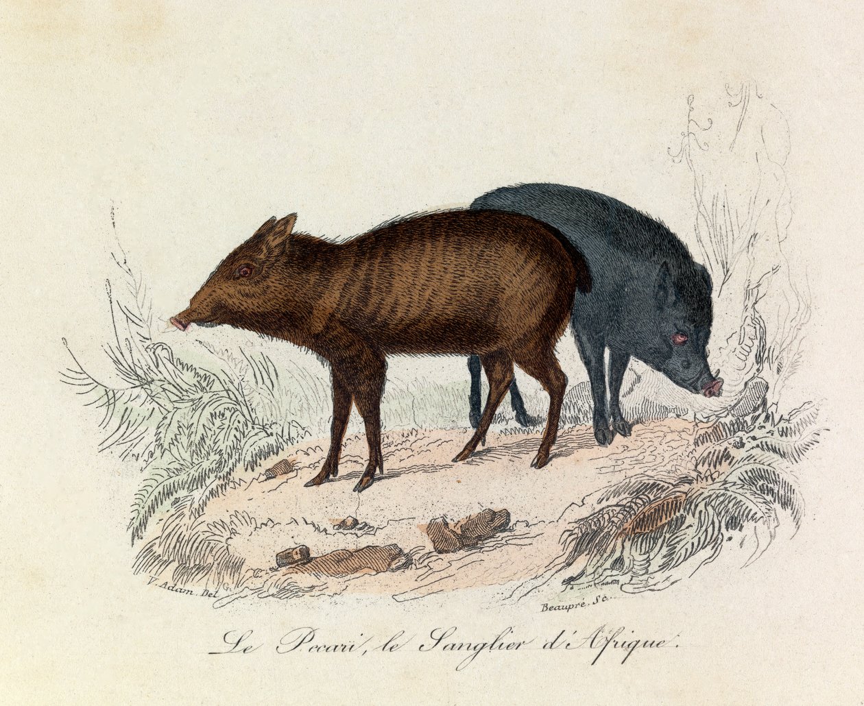 Ilustração do livro "Obras Completas de Buffon": Os quadrúpedes: O pecari e o javali de África (gravura) de Unknown artist