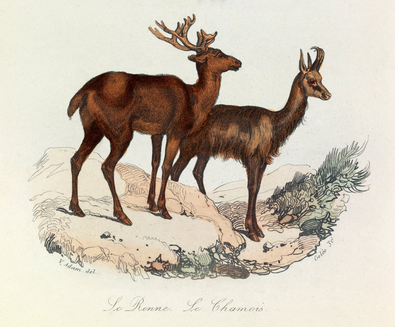 Ilustração do livro "Obras Completas de Buffon": Os quadrúpedes: Le reinne et la chamois (gravura) de Unknown artist