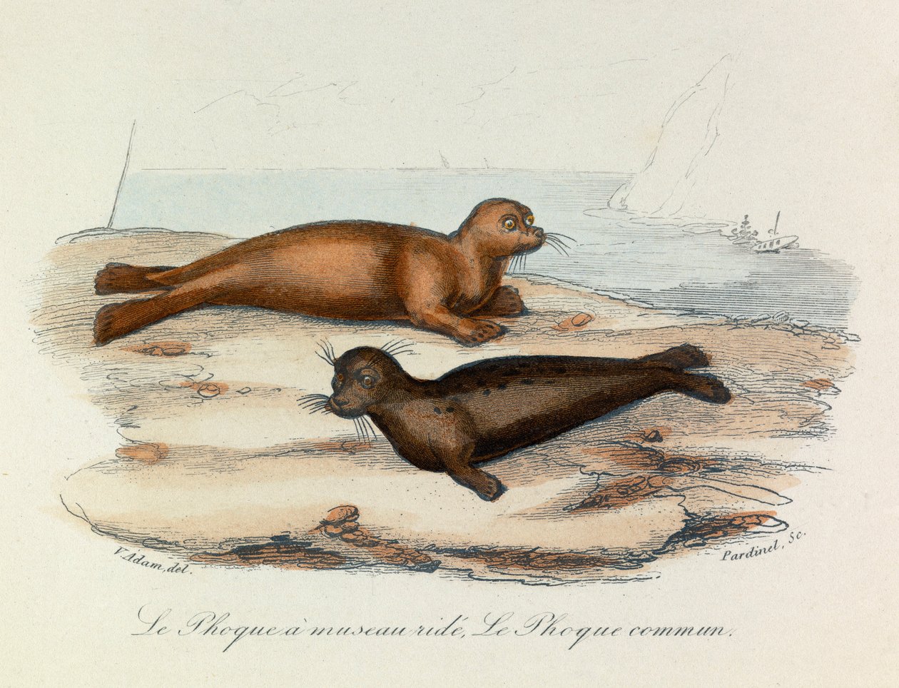 Ilustração do livro "Obras Completas de Buffon": Os quadrúpedes: A foca a cavalgar e a foca (gravura) de Unknown artist