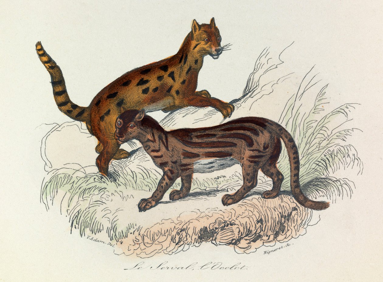Ilustração do livro "Obras Completas de Buffon": Os quadrúpedes: Le serval et l