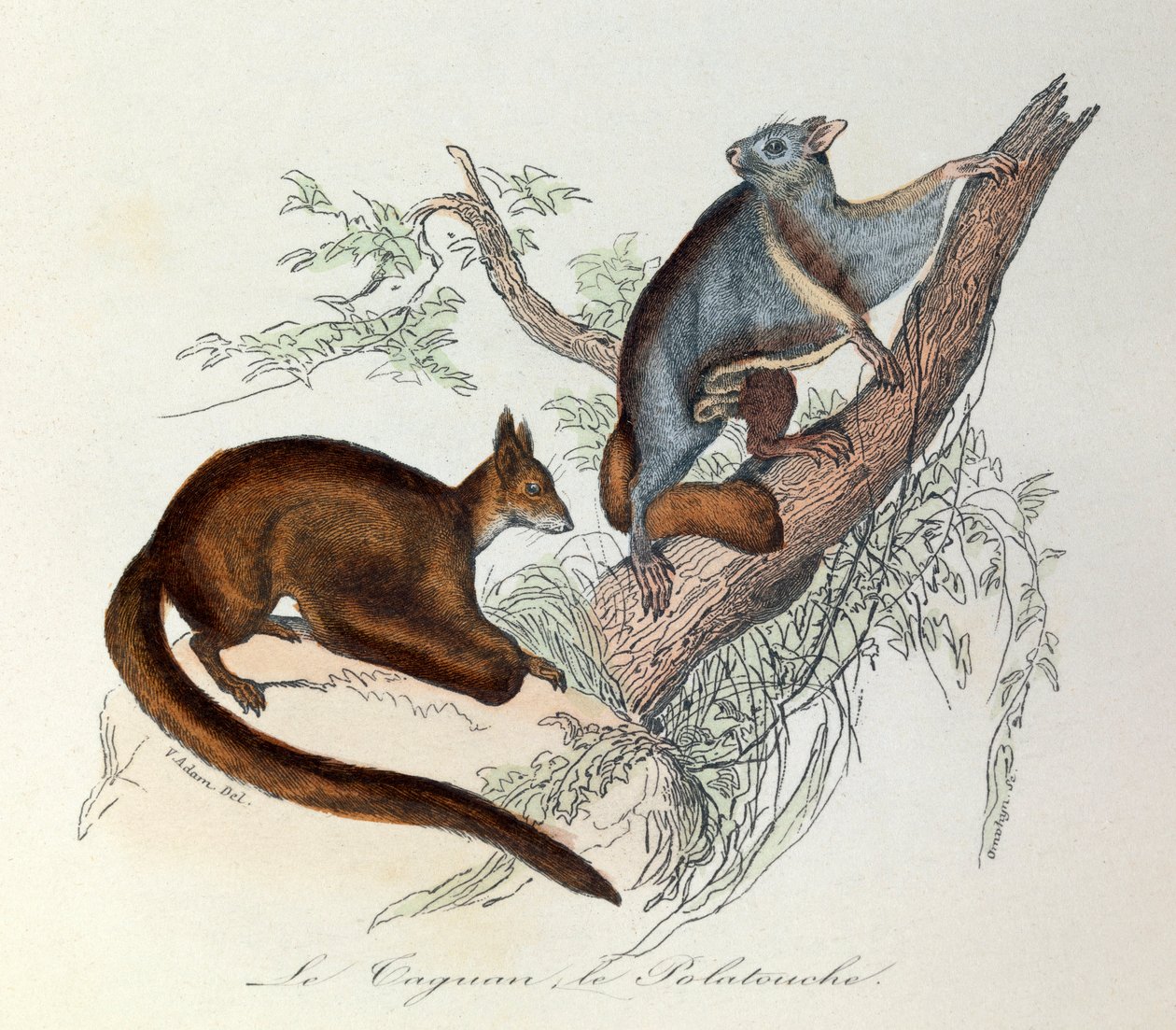 Ilustração do livro "Obras Completas de Buffon": Os quadrúpedes: Le taguan et le polatouche (gravura) de Unknown artist
