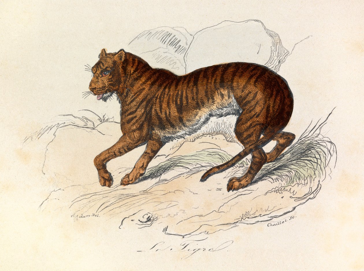 Ilustração do livro "Obras Completas de Buffon": Os quadrúpedes: O tigre (gravura) de Unknown artist
