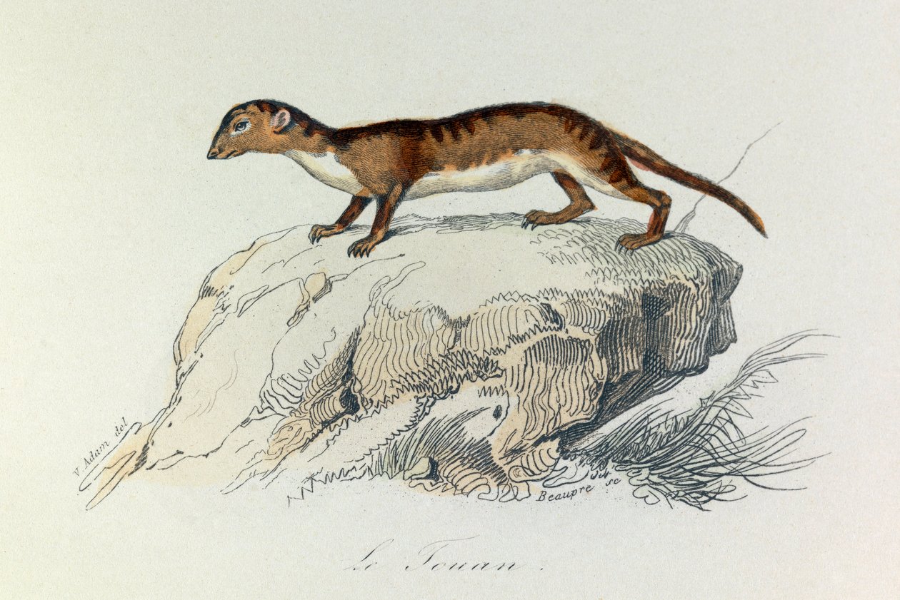 Ilustração do livro "Obras Completas de Buffon": Os quadrúpedes: Le touan (gravura) de Unknown artist