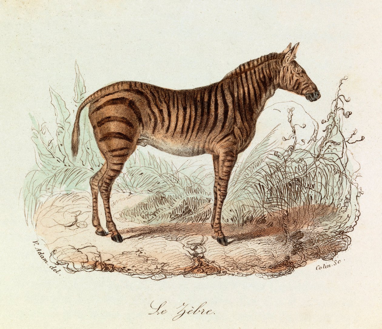 Ilustração do livro "Obras Completas de Buffon": Os quadrúpedes: Le zebre (gravura) de Unknown artist