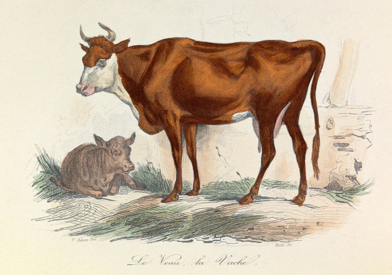 Ilustração do livro "Obras Completas de Buffon": Os animais: La coache et son veau (gravura) de Unknown artist
