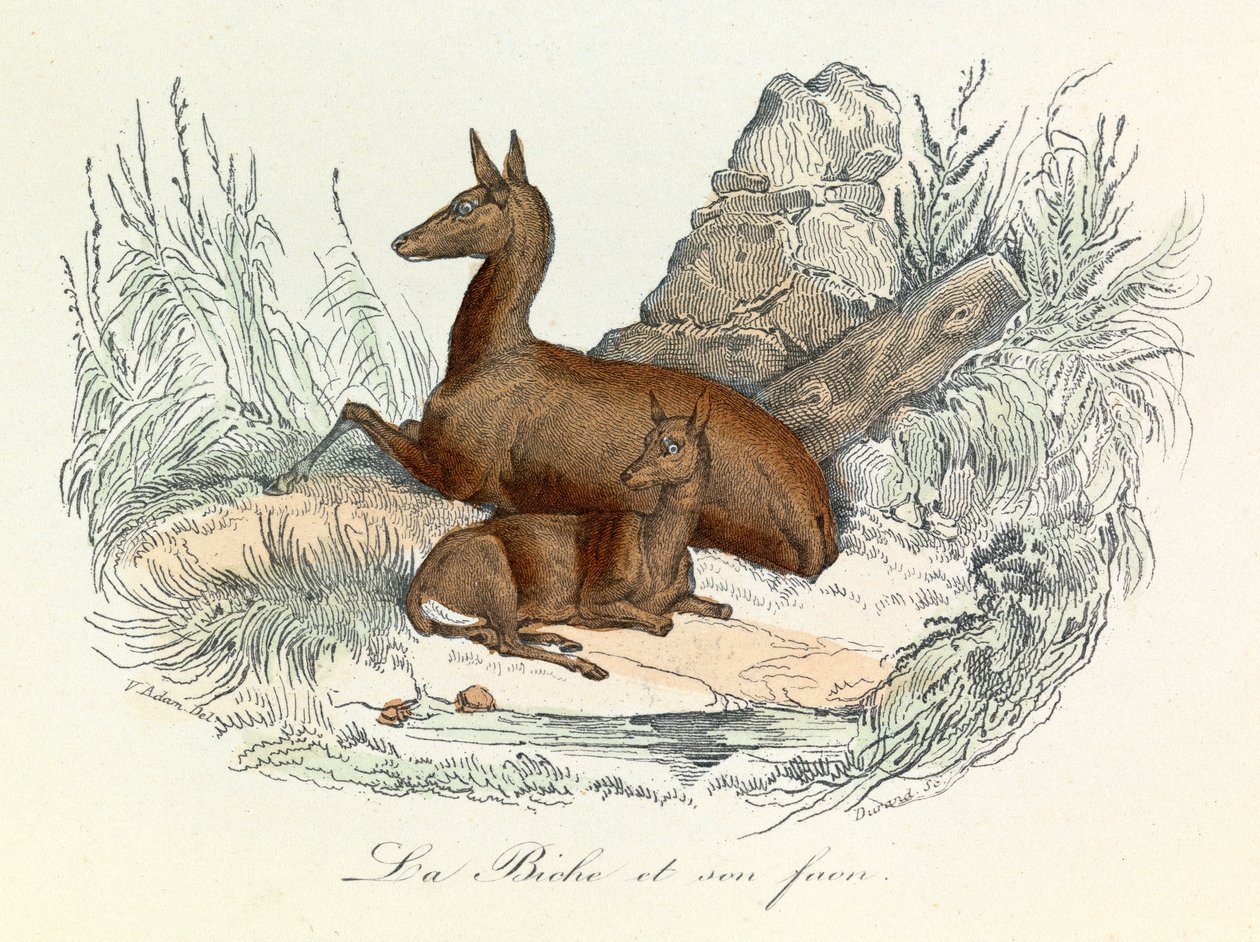 Ilustração do livro "Obras Completas de Buffon": Os animais: A corça e o seu cervo (gravura) de Unknown artist