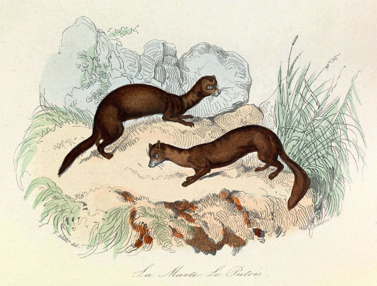 Ilustração do livro "Obras Completas de Buffon": Os animais: La marte et le fertois (gravura) de Unknown artist