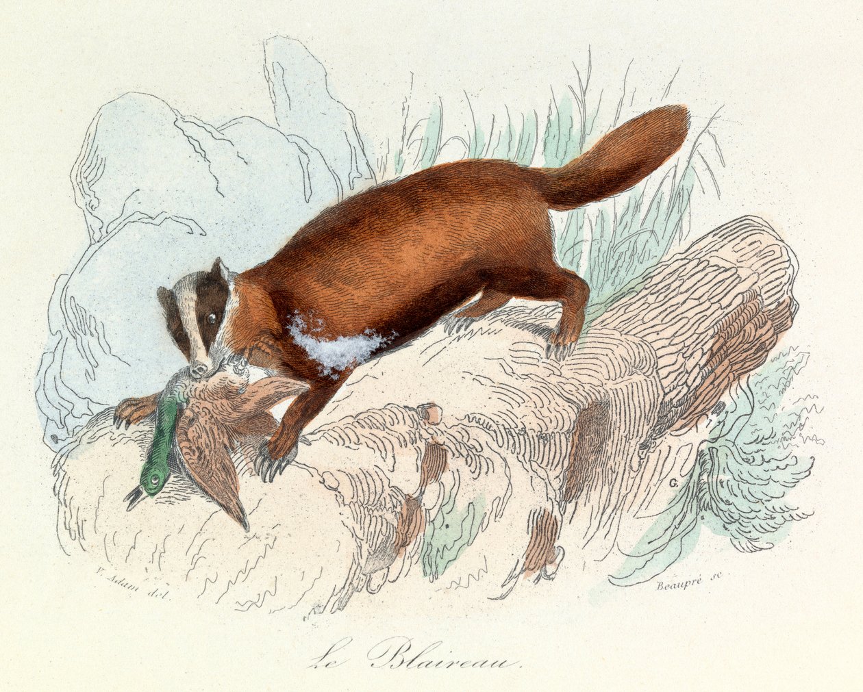 Ilustração do livro "Obras Completas de Buffon": Os animais: O texugo (gravura) de Unknown artist