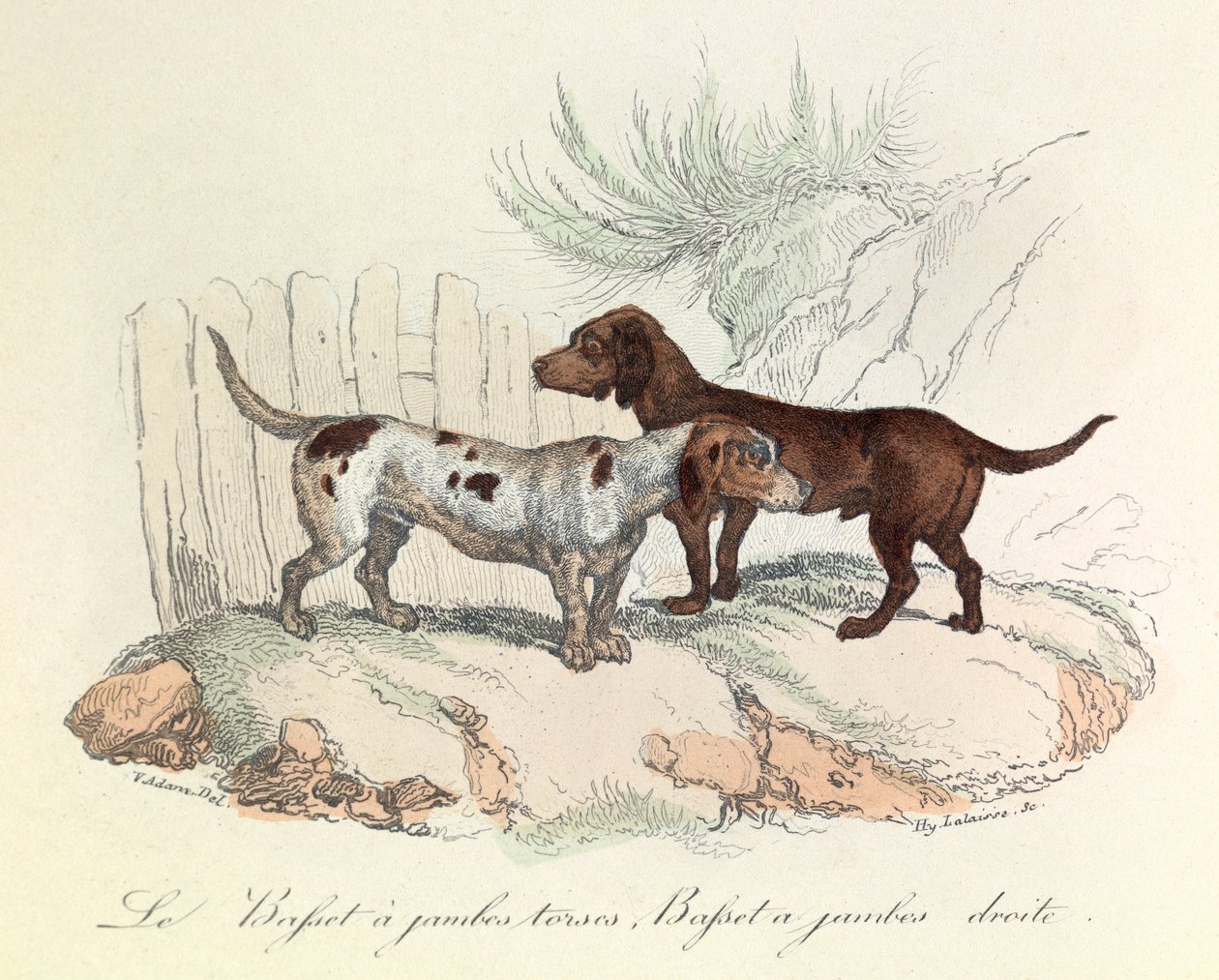 Ilustração do livro "Obras Completas de Buffon": Os animais: O basset com pernas torácicas e o basset com pernas rectas (gravura) de Unknown artist
