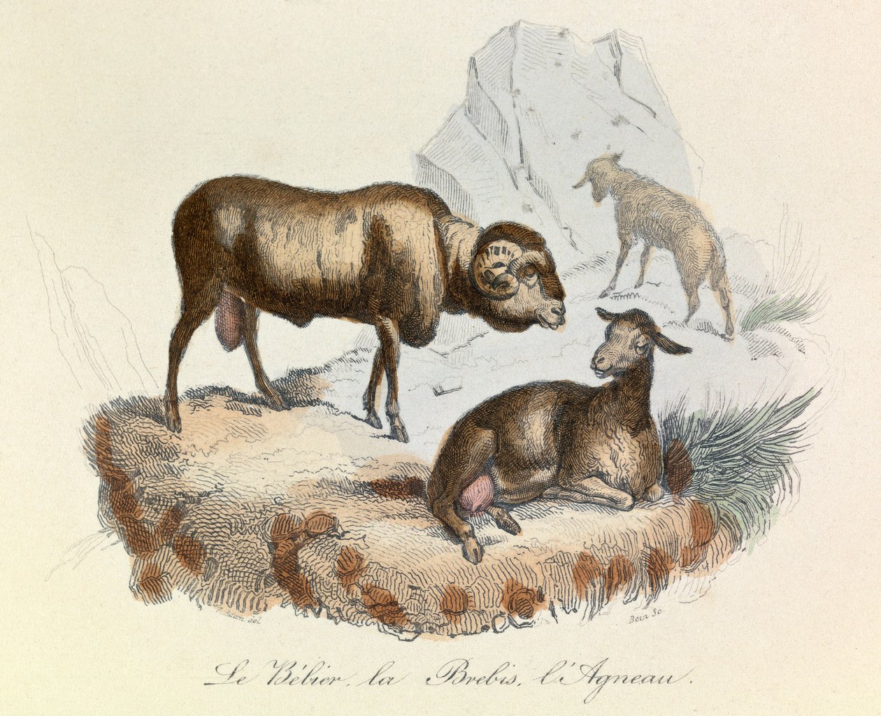 Ilustração do livro "Obras Completas de Buffon": Os animais: Le belier, la ewe et l