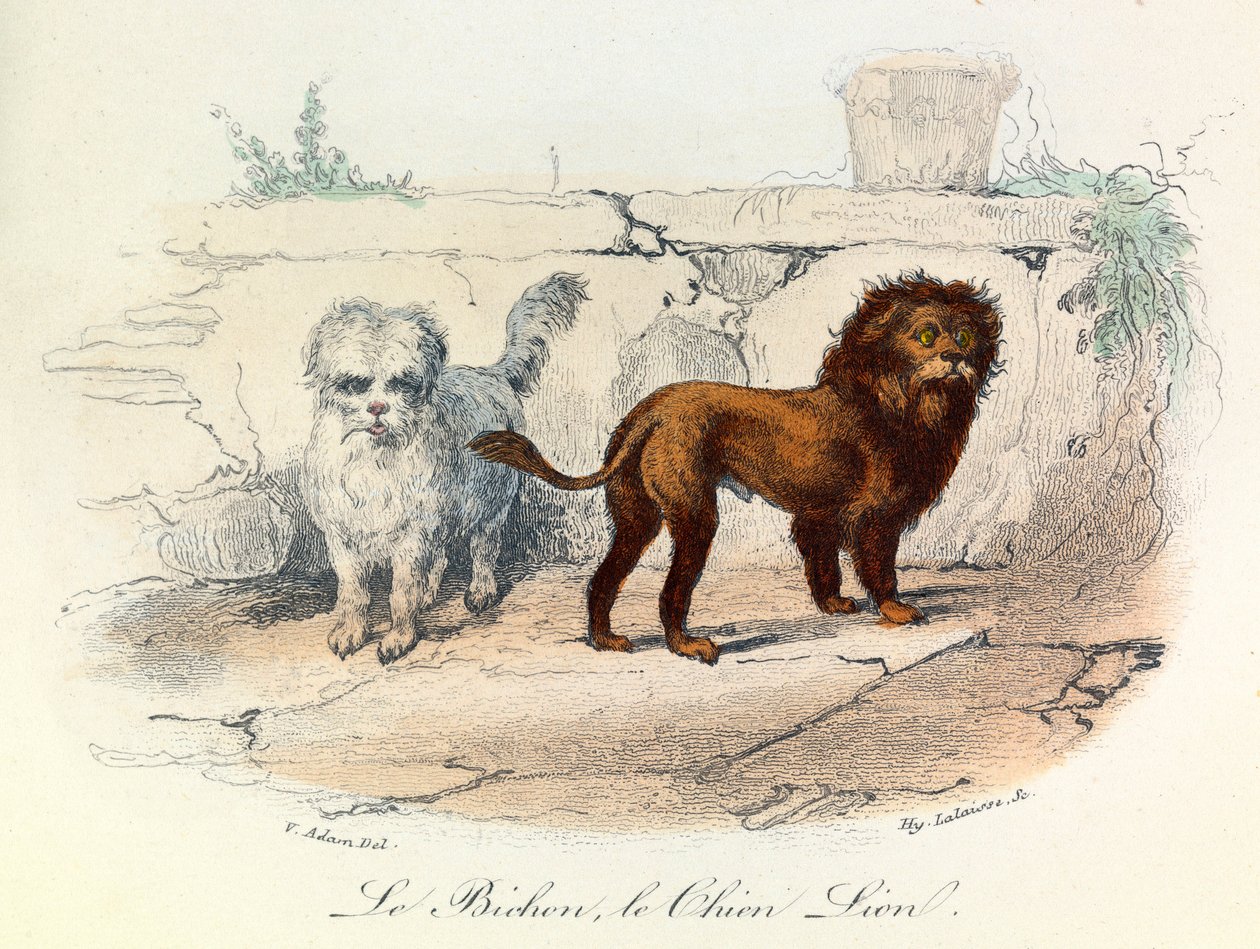 Ilustração do livro "Obras Completas de Buffon": Os animais: Le bichon et le chien lion (gravura) de Unknown artist
