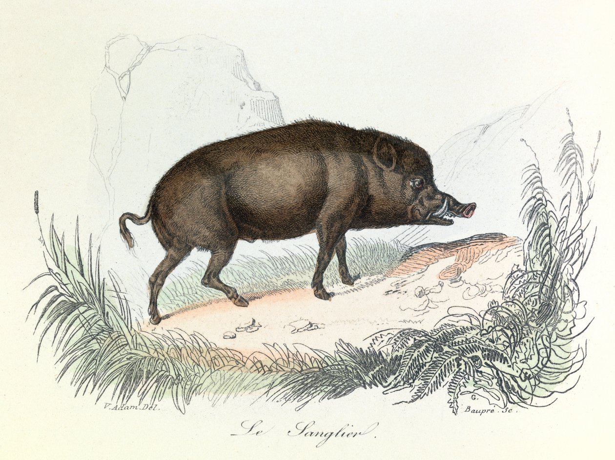 Ilustração do livro "Obras Completas de Buffon": Os animais: O javali (gravura) de Unknown artist