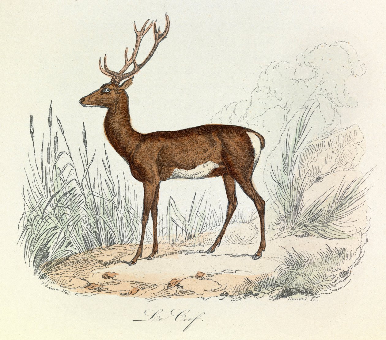 Ilustração do livro "Obras Completas de Buffon": Os animais: Le cerf (gravura) de Unknown artist