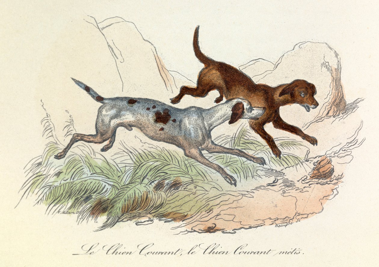 Ilustração do livro "Obras Completas de Buffon": Os animais: Le chien courant et le chien courant metis (gravura) de Unknown artist