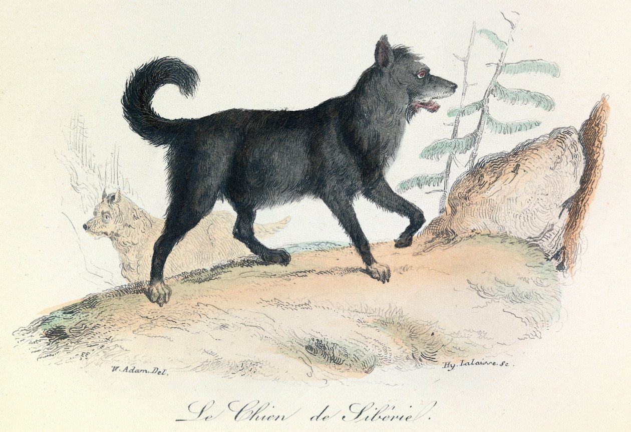 Ilustração do livro "Obras Completas de Buffon": Os animais: O frango da Sibéria (gravura) de Unknown artist