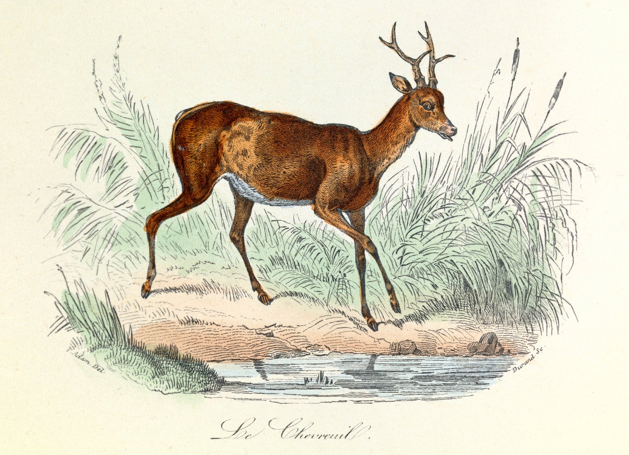 Ilustração do livro "Obras Completas de Buffon": Os animais: O veado (gravura) de Unknown artist