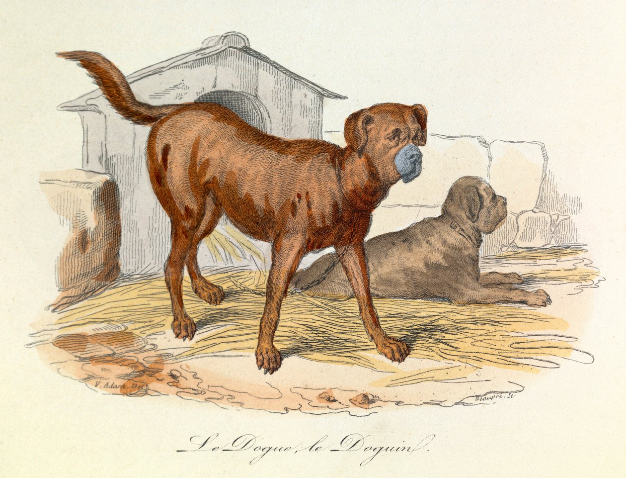 Ilustração do livro "Obras Completas de Buffon": Os animais: Le dogue et le doguin (gravura) de Unknown artist