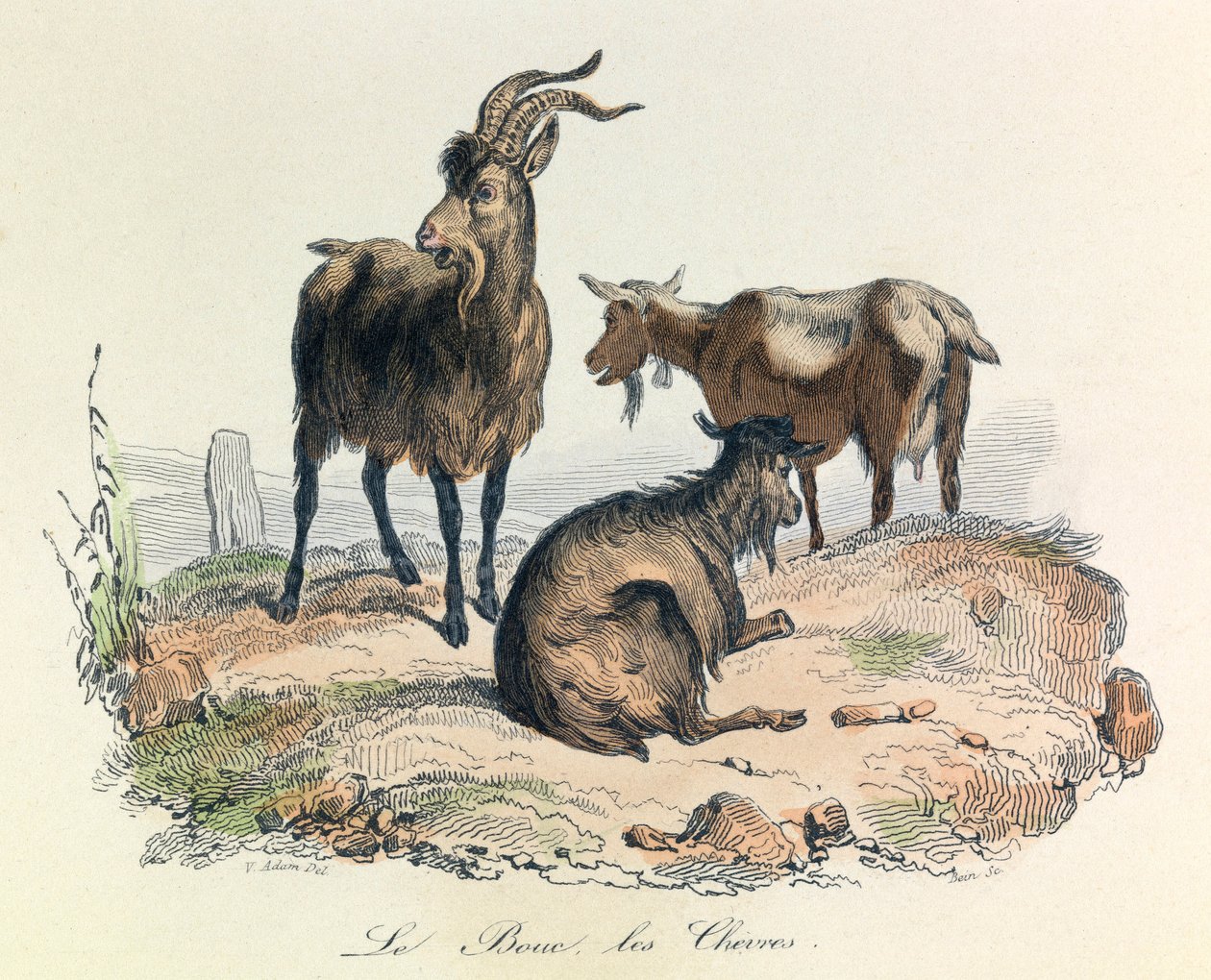 Ilustração do livro "Obras Completas de Buffon": Os animais: A cabra e os bodes (gravura) de Unknown artist