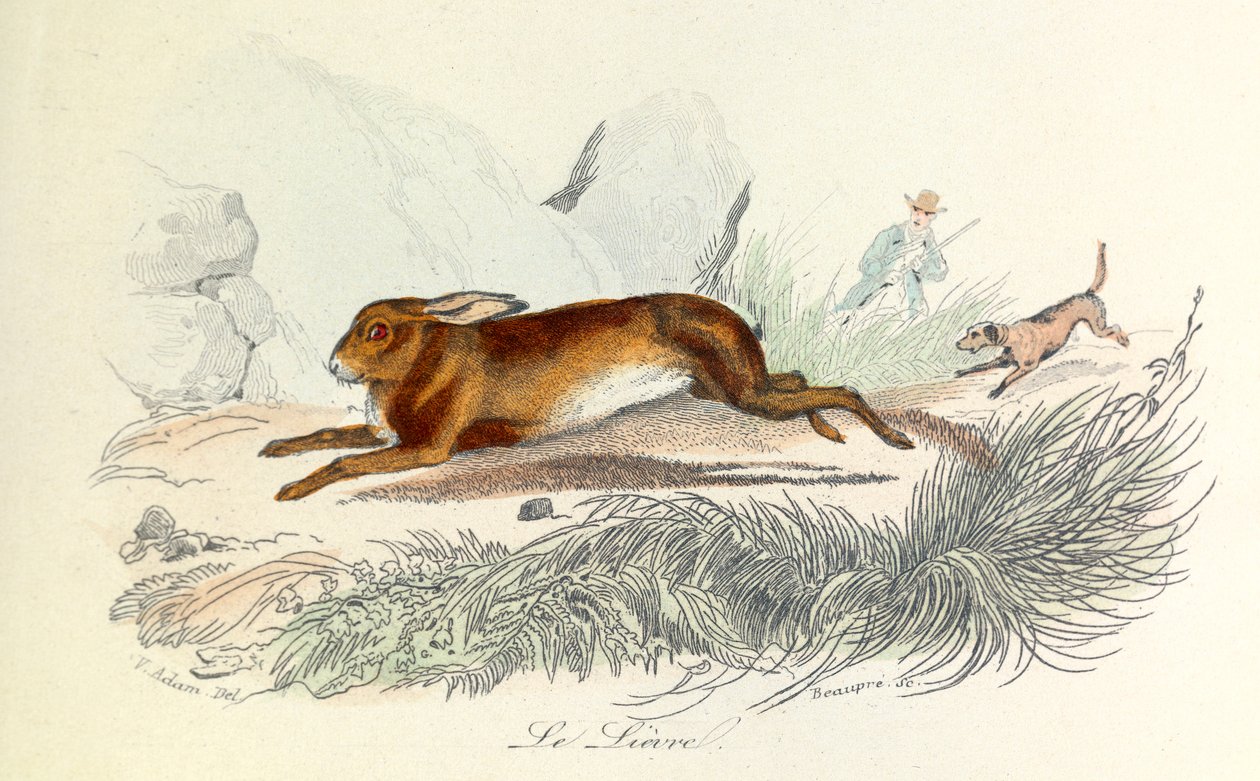 Ilustração do livro "Obras Completas de Buffon": Os animais: A lebre (gravura) de Unknown artist