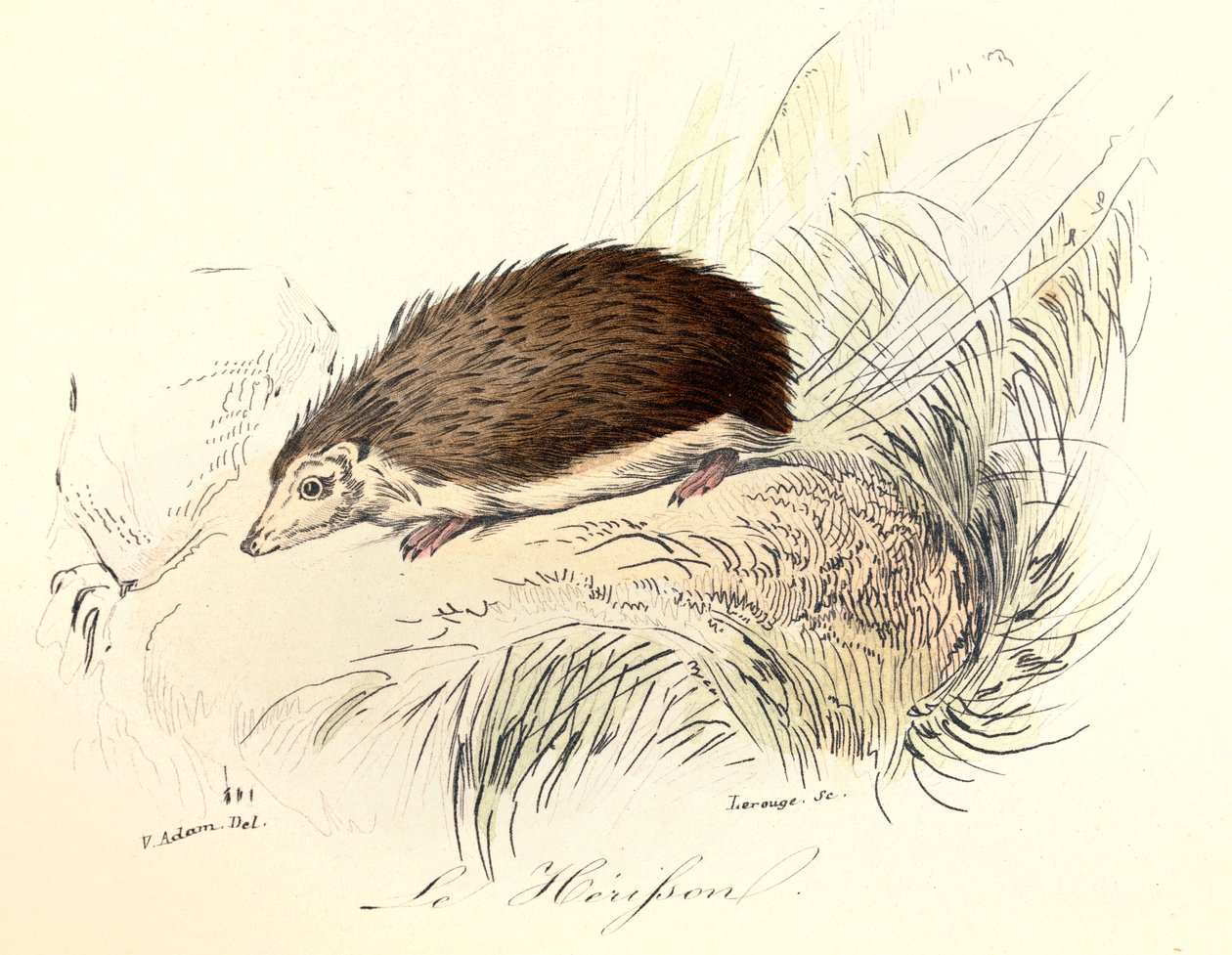 Ilustração do livro "Obras Completas de Buffon": Os animais: Le herisson (gravura) de Unknown artist