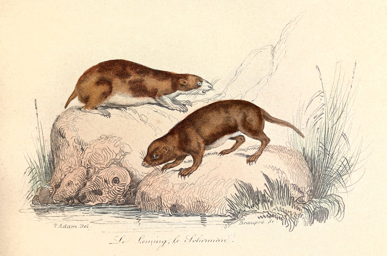Ilustração do livro "Obras Completas de Buffon": Os animais: Le leming et le scherman (gravura) de Unknown artist