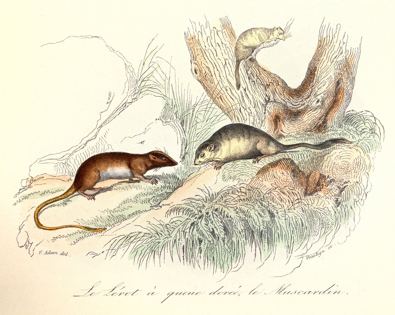 Ilustração do livro "Obras Completas de Buffon": Os animais: Le lerot a tail doree et le muscardin (gravura) de Unknown artist