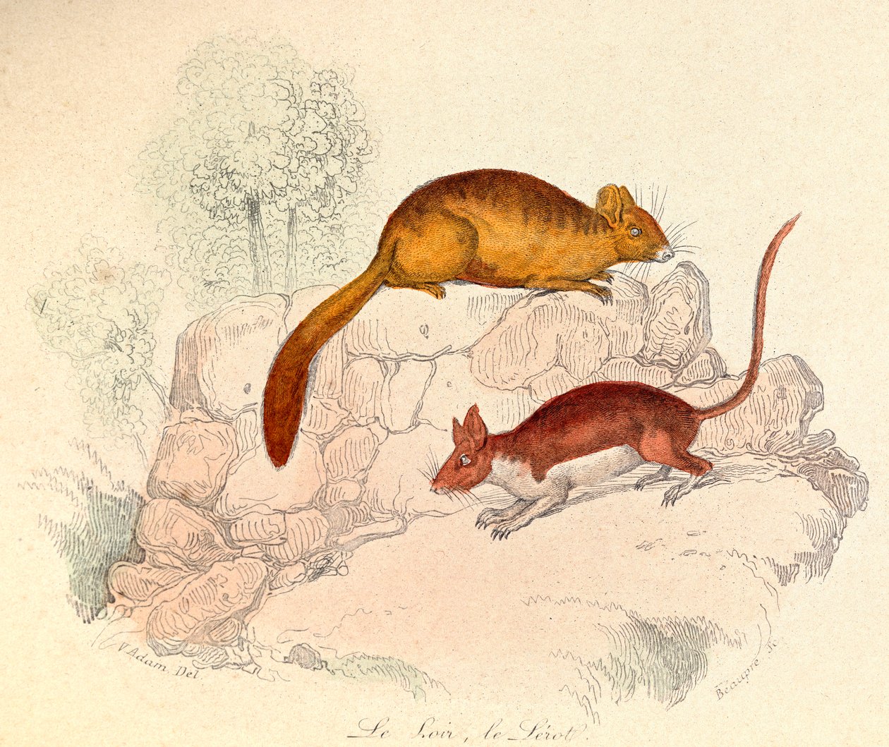 Ilustração do livro "Obras Completas de Buffon": Os animais: Le loir et le lerot (gravura) de Unknown artist