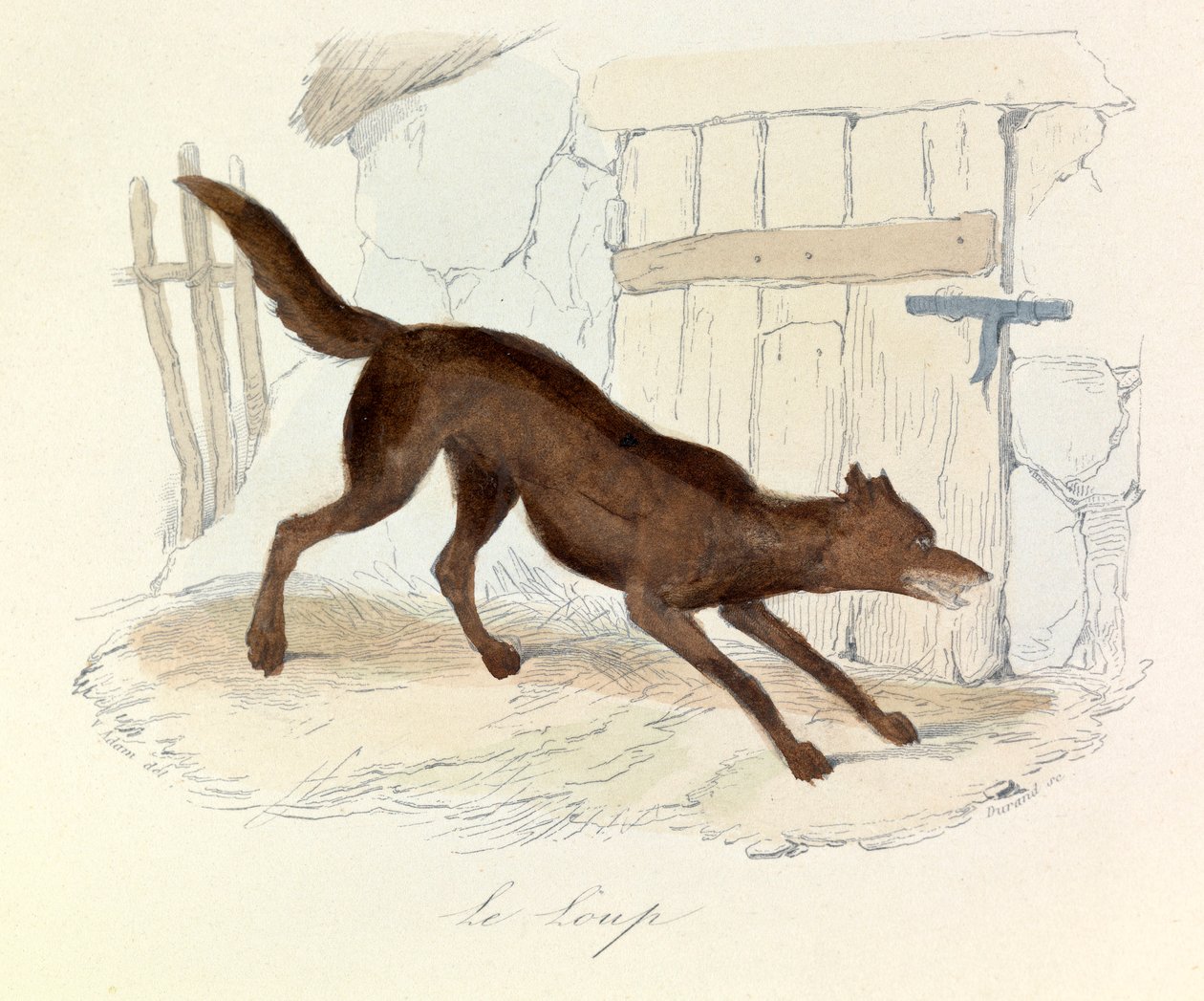 Ilustração do livro "Obras Completas de Buffon": Os animais: O loup (gravura) de Unknown artist