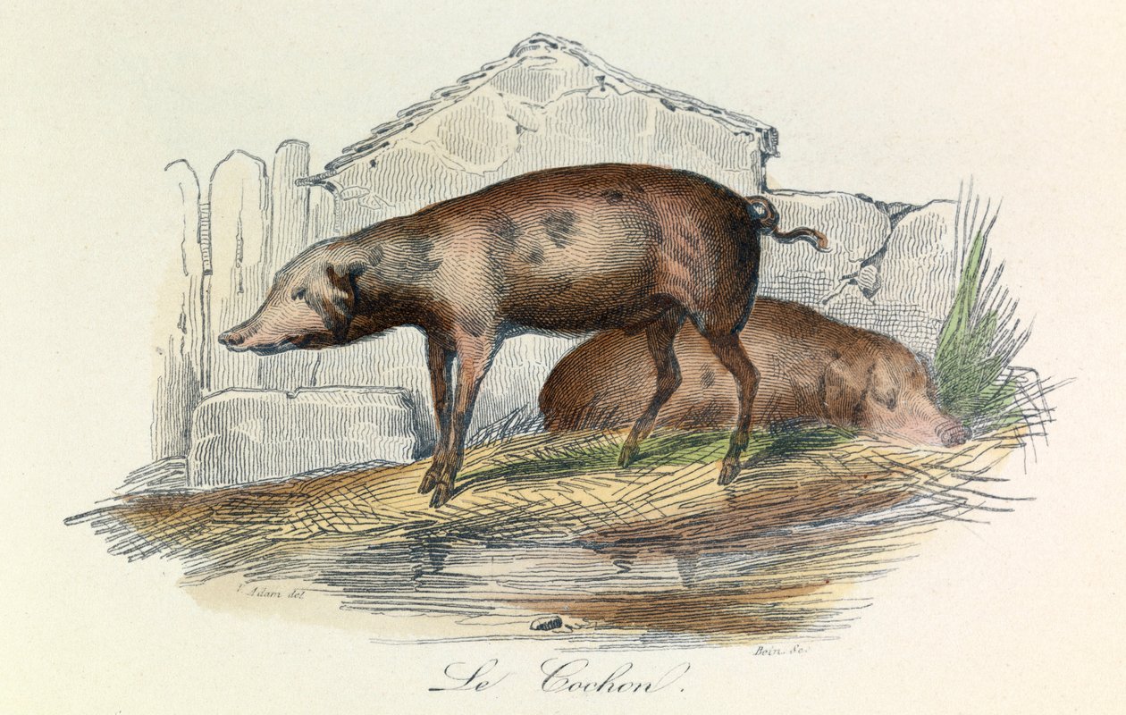 Ilustração do livro "Obras Completas de Buffon": Os animais: O pichon (gravura) de Unknown artist