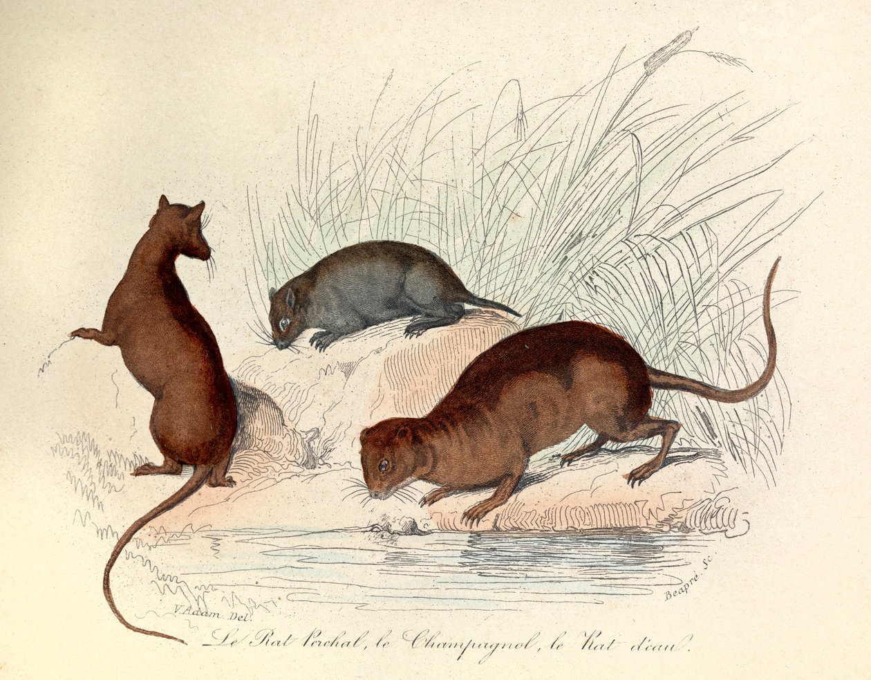Ilustração do livro "Obras Completas de Buffon": Les animaux: Le rat perchat, le vole et le rat d