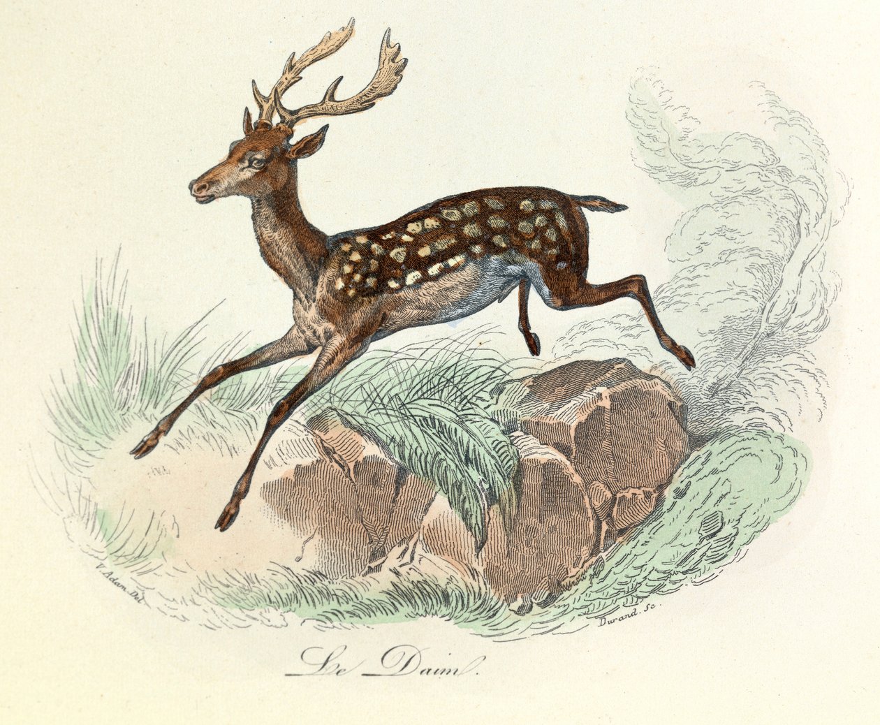 Ilustração do livro "Obras Completas de Buffon": Os animais: A camurça (gravura) de Unknown artist