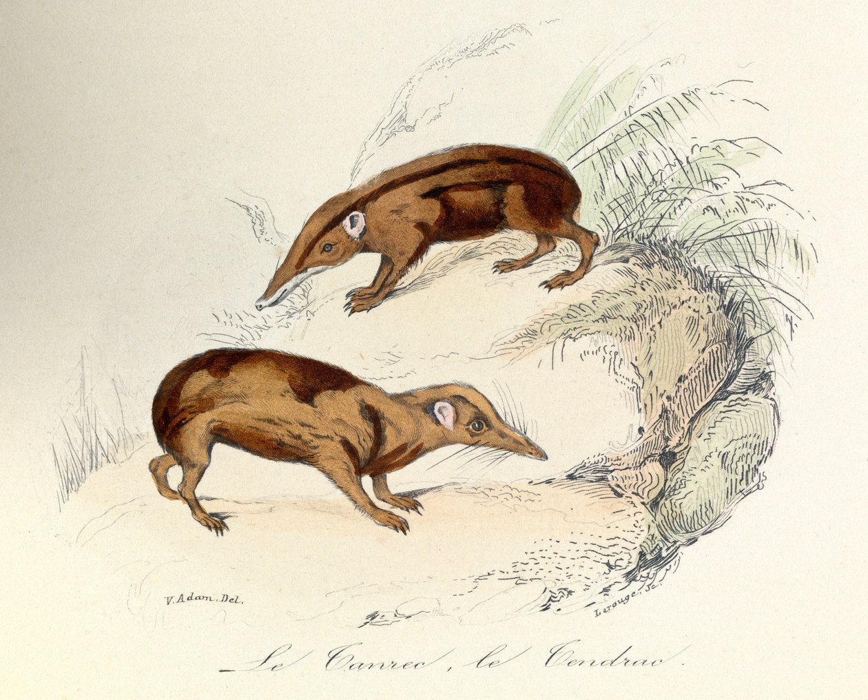 Ilustração do livro "Obras Completas de Buffon": Os animais: Le tanrec et le tendrac (gravura) de Unknown artist