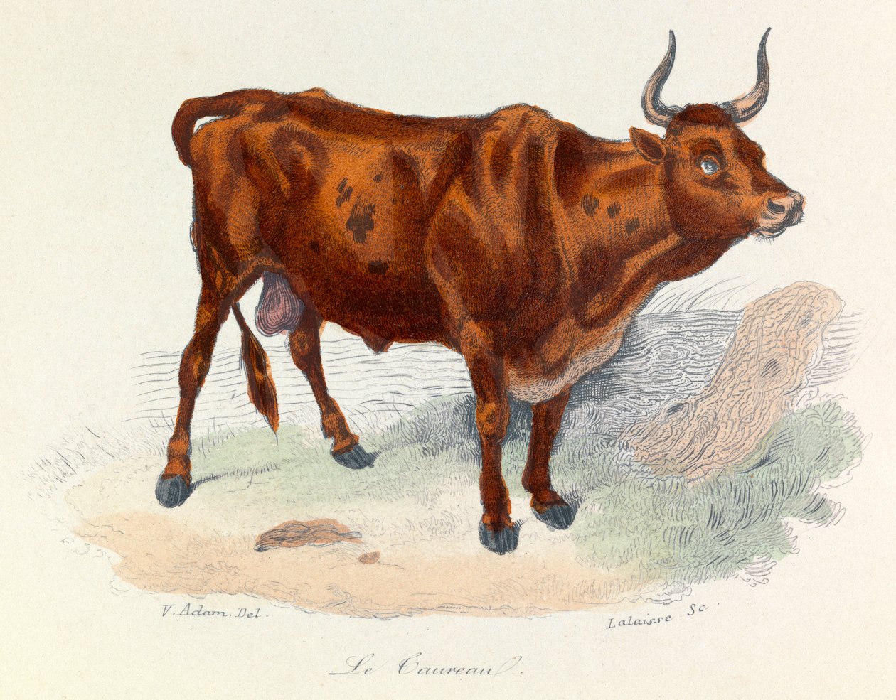 Ilustração do livro "Obras Completas de Buffon": Os animais: Le taureau (gravura) de Unknown artist